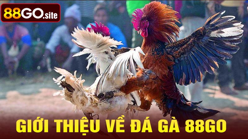 Giới thiệu về đá gà 88go