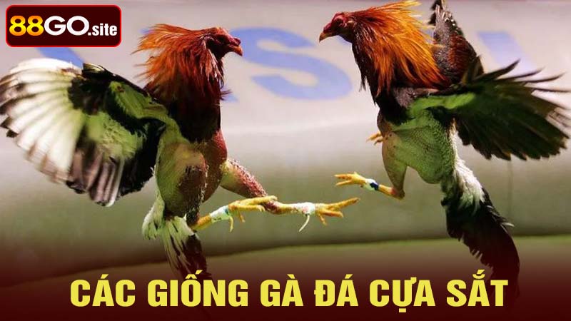 Giới thiệu về các giống gà đá cựa sắt nổi tiếng