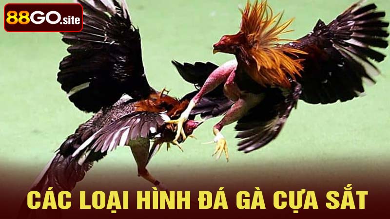 Giới thiệu về loại hình đá gà cựa sắt hiện nay