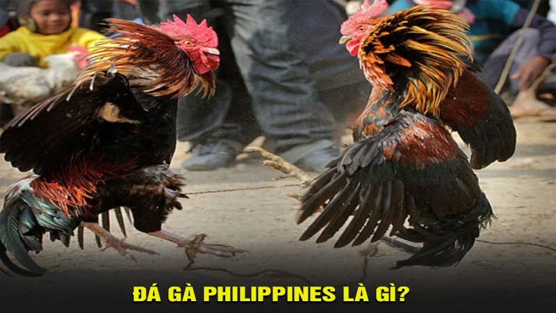 Đá gà Philippines là gì?