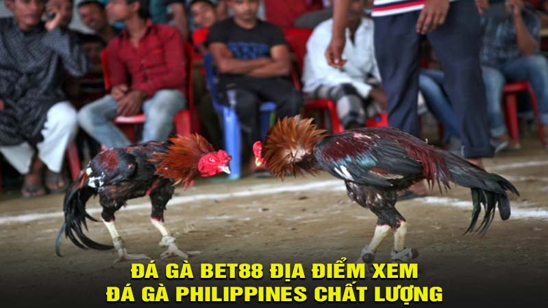 Đá gà bet88 địa điểm xem đá gà Philippines chất lượng