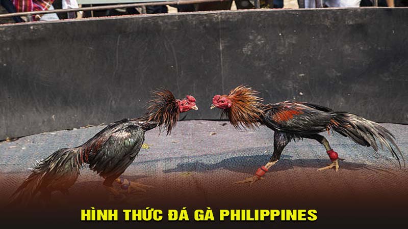 Hình thức đá gà Philippines